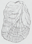 Limacidae - shell.png