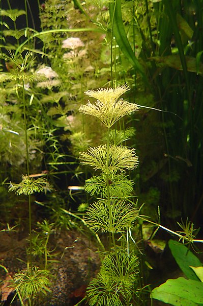 File:Limnophila indica kz03.jpg