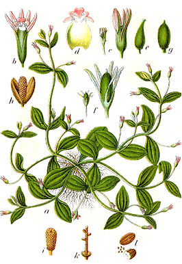 Linderniaceae