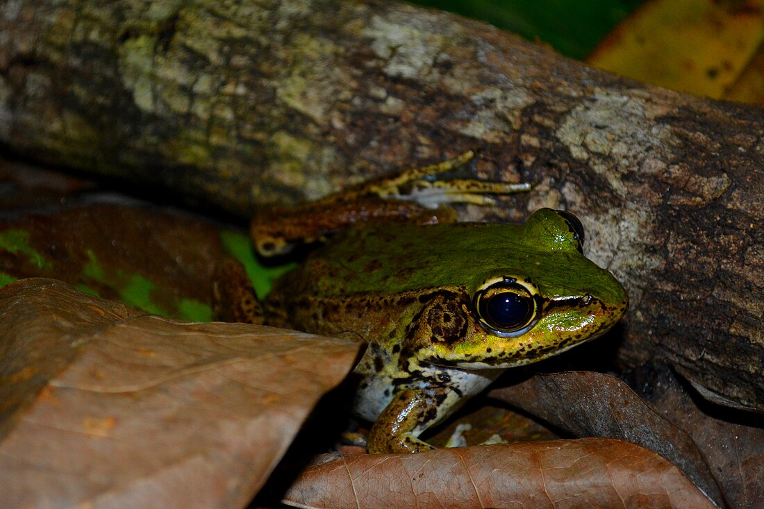 Amazon River frog