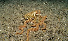 Hobotnica s dugim krakovima (Octopus sp.) (6072545789) .jpg