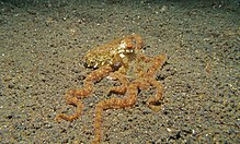 Осьминог длиннорукий (Octopus sp.) (6072545789) .jpg