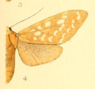 <i>Lophocampa bicolor</i> Species of moth