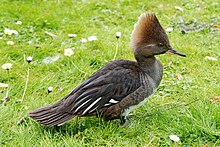 Female at Walsrode Bird Park, Germany Lophodytes cucullatus -Vogelpark Walsrode -female-8a.jpg