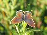 Plebejus idas – Weibchen