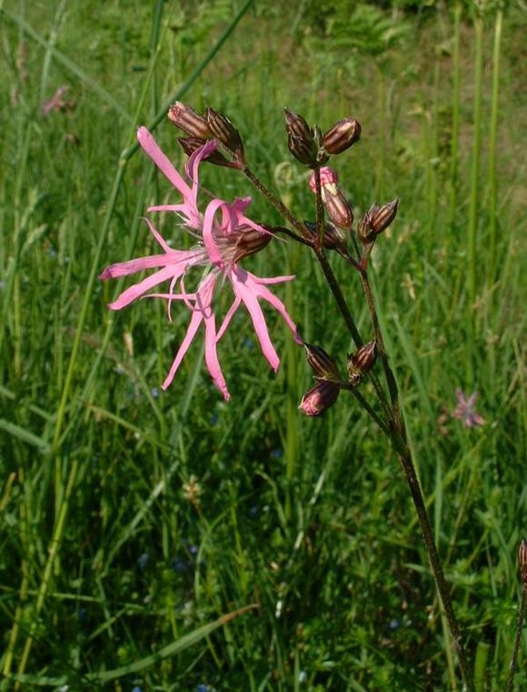 Зорька горицвет. Lychnis Flos-cuculi. Горицвет Кукушкин лен. Горицвет Кукушкин отцветший.