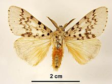 Lymantria antennata.jpg