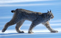 Un eixemplar de gato cerval canadiense