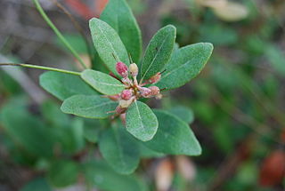 <i>Lyonia truncata</i> Species of flowering plant