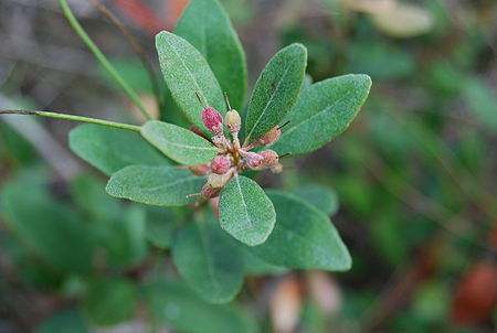 Lyonia truncata