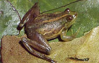 <i>Lysapsus</i> Genus of amphibians