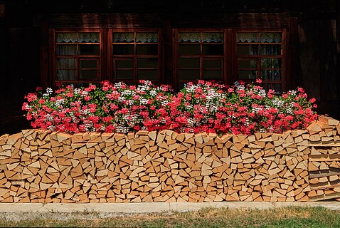 Pelargonium, house 49 Mulden, Münstertal, Black Forest, Germany