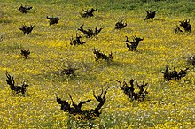 Viñedos en Tielmes en primavera