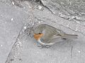 Vörösbegy (Erithacus rubecula)