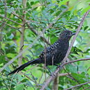 aves De Argentina