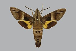 Macroglossum divergens