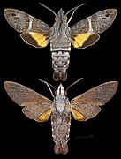 Macroglossum hirundo errans MHNT CUT 2010 0 373 Townsville, Queensland, Australia, male.jpg