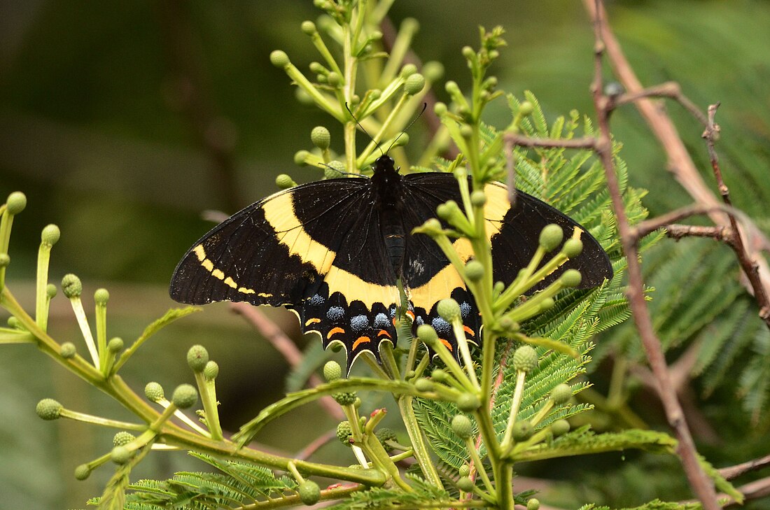 Papilio garamas