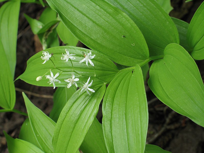 Paypay:Maianthemum stellatum 2 RF.jpg