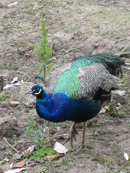 File:Male Indian peacock at SF Zoo 3.JPG