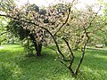 Malus prattii - Botanischer Garten München-Nymphenburg - DSC07572.JPG