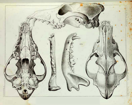 Tập_tin:Mammals_of_North_America_(1859)_Canis_lycaon_skull.png