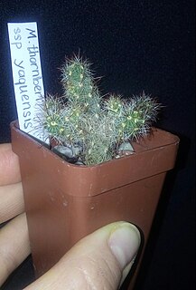 <i>Mammillaria thornberi</i> Species of cactus