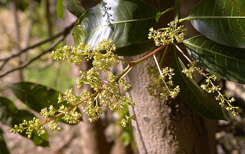 File:Mango tree flowers, Umaria district, M.P., India.jpg