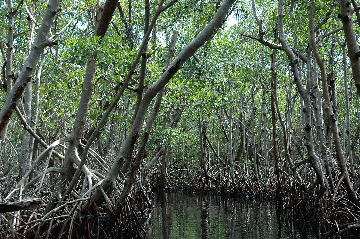 File:Mangrove  - Wikimedia Commons