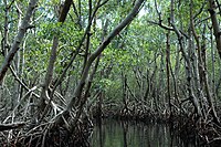 Mangrove Everglades.JPG