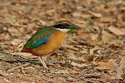 Mangrove Pitta (18699367178).jpg