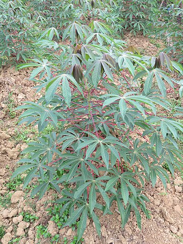 شجيرة البفرة Cassava (Manihot esculenta) 
