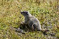 * Nomination Juvenile Alpine marmot (Marmota marmota) in High Tauern National Park, Carinthia, Austria --Uoaei1 04:08, 26 September 2022 (UTC) * Promotion  Support Good quality -- Johann Jaritz 04:47, 26 September 2022 (UTC)
