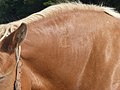 * Nomination Comtois horse branding --Tsaag Valren 23:32, 20 August 2020 (UTC) * Decline Valuable but I would like to see the head of horse at least too. --Zcebeci 07:58, 21 August 2020 (UTC) A vertical crop to show the brand and enough of the body for context would work. As-is not a QI. --Tagooty 09:51, 28 August 2020 (UTC)  Oppose As the others: This crop is not QI imho. --Stepro 00:20, 6 September 2020 (UTC)