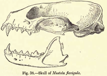 Illustration of a skull in Blanford's Fauna of British India Martesflavigulaskull.png