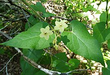 Matelea reticulata.jpg