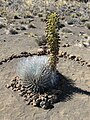 Mauna Kea silversword