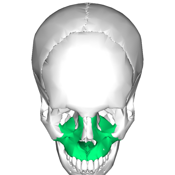 File:Maxilla superior.png