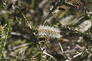 <i>Melaleuca adnata</i> Species of flowering plant