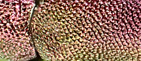 Meliboeus episcopalis detail.png