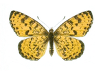 Thumbnail for Melitaea didymoides