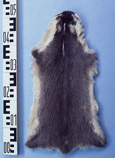 Melogale moschata (Ferret badger) fur skin.jpg