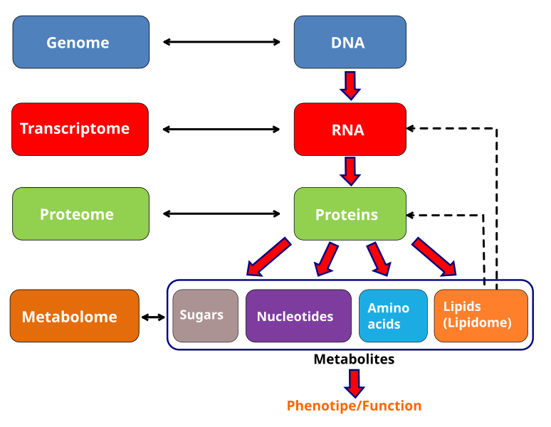 File:Metabolomics schema.svg