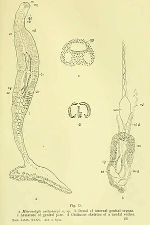 Microcotyle archosargi in MacCallum Further notes on the genus Microcotyle 1913.jpg