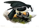 Gemälde eines kleinen, dunkelrückenigen Weißstirn-Raubvogels mit teilweise ausgebreiteten Flügeln, der auf einem großen Nashornkäfer steht