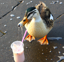 An AI-generated photograph of a duck enjoying a strawberry milkshake