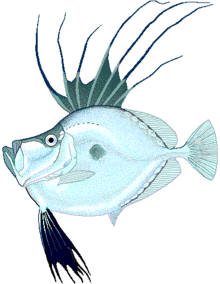 Espejo dory.png