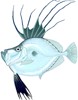<i>Zenopsis</i> genus of fishes