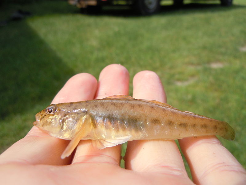 File:Monkey goby, Bug River, Poland.jpg