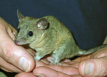 Gray short-tailed opossum, Monodelphis domestica Monodelphis domestica93-300b.jpg